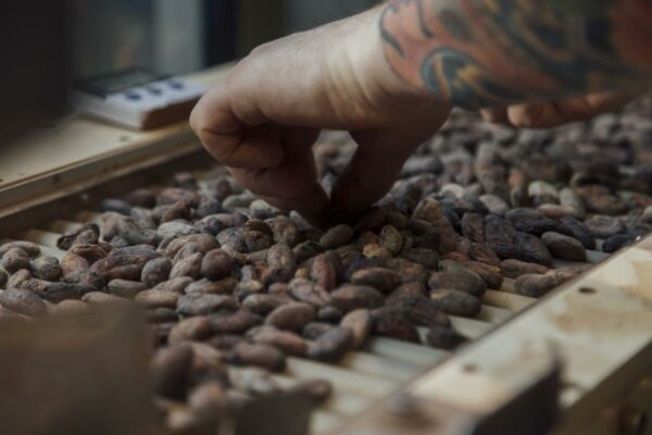 Cocoa Shortage Seen to Be Higher Than Previously Estimated, ICCO Says