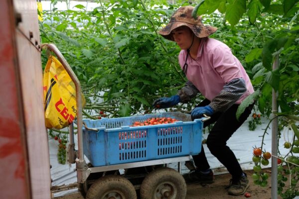 Japan faces shortage of almost a million foreign workers in 2040