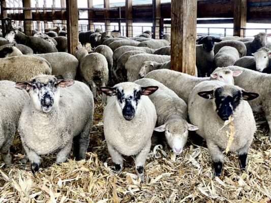 Lamb market outlook webinar set for July 10 – Jamestown Sun